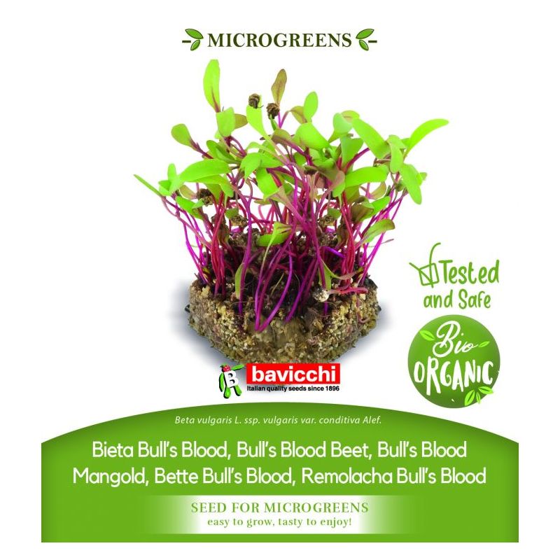 Cikla BULLS BLOOD sjeme za microgreens Cijena, Akcija, Prodaja, Hrvatska