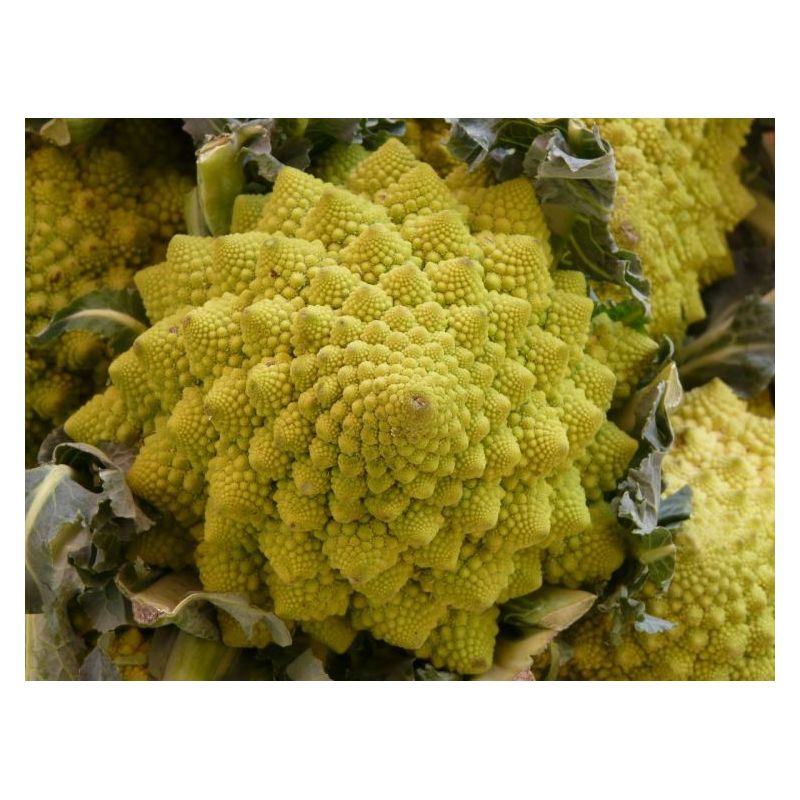 Cvjetača ROMANESCO (ŠENON)