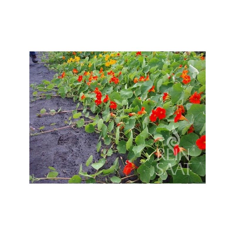 DRAGOLJUB Tropaeolum majus PUZEĆI Cijena, Akcija, Prodaja, Hrvatska