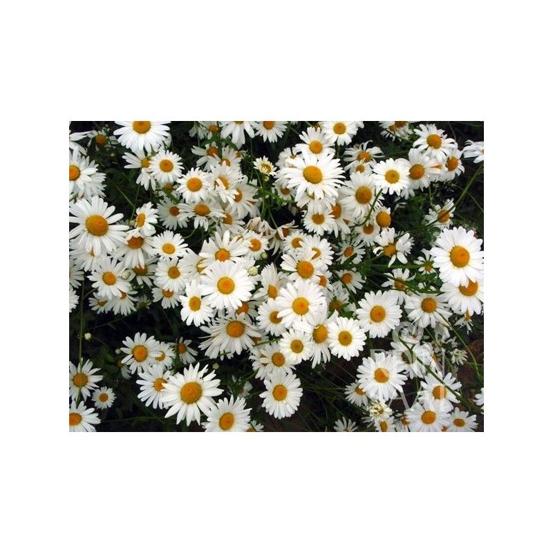 Ivančica OXEYE DAISY Chrysanthemum leucanthemum