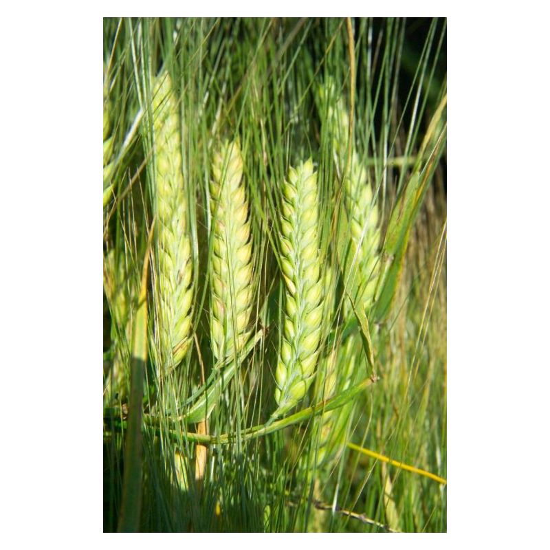 Ječam jari CRESCENDO Cijena, Akcija, Prodaja, Hrvatska