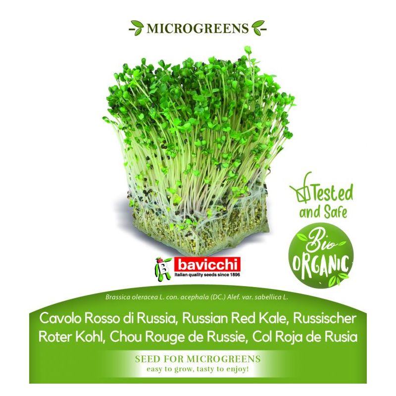 Kelj RED RUSSIAN sjeme za microgreens Cijena, Akcija, Prodaja, Hrvatska