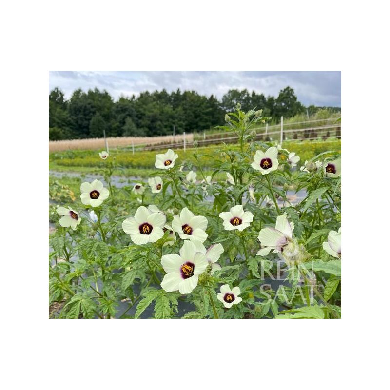 KENAF Hibiscus cannabinus Cijena, Akcija, Prodaja, Hrvatska