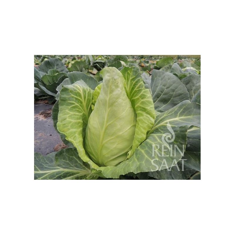 Kupus PICCA Cijena, Akcija, Prodaja, Hrvatska