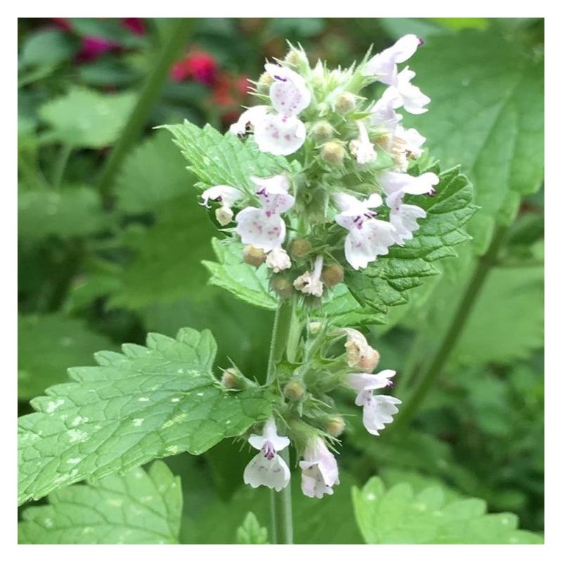 MAČJA METVICA Nepeta cataria Cijena, Akcija, Prodaja, Hrvatska