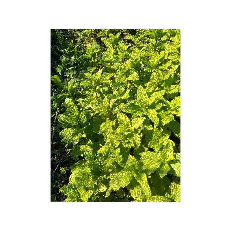 MENTA Mentha spicata Cijena, Akcija, Prodaja, Hrvatska