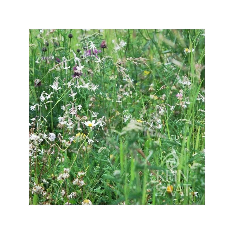 Mješavina divljeg cvijeća za SUHA MJESTA Cijena, Akcija, Prodaja, Hrvatska