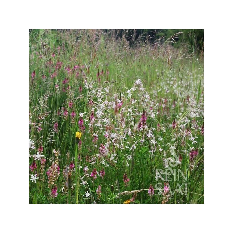 Mješavina divljeg cvijeća za LEPTIRE Cijena, Akcija, Prodaja, Hrvatska