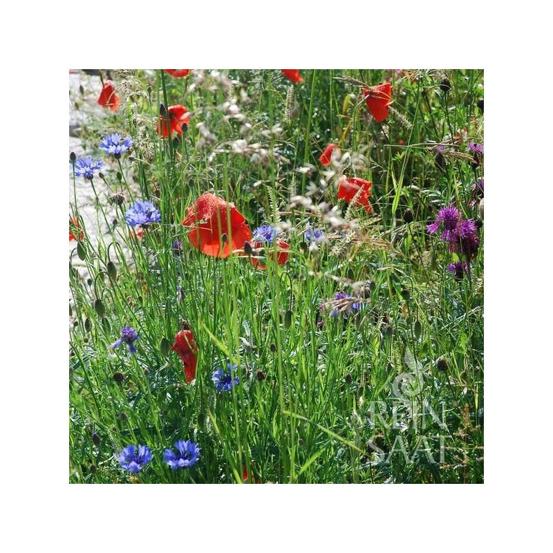 Mješavina divljeg cvijeća za POLJA Cijena, Akcija, Prodaja, Hrvatska