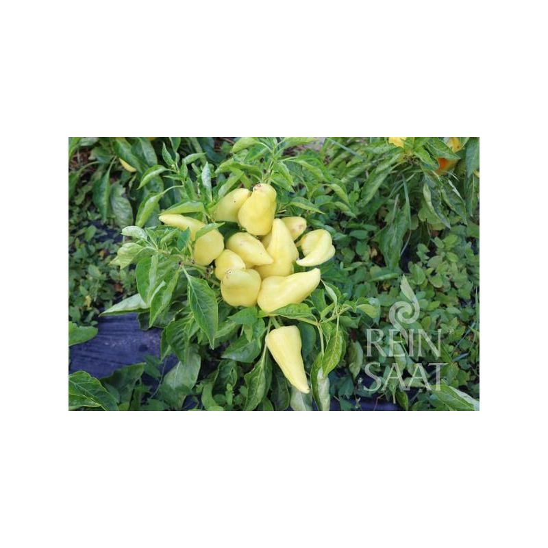 Paprika ANKA Cijena, Akcija, Prodaja, Hrvatska