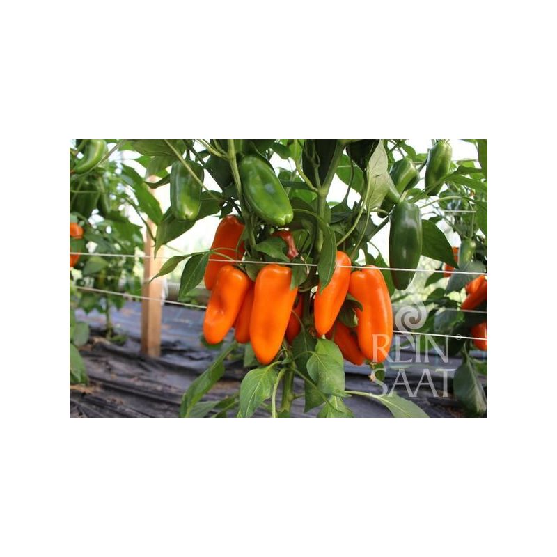 Paprika AMORINO Cijena, Akcija, Prodaja, Hrvatska