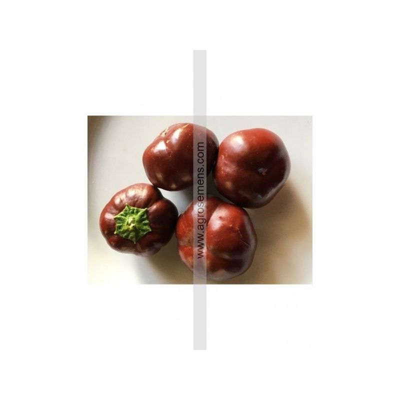 Paprika MINI BELL CHOCOLATE Cijena, Akcija, Prodaja, Hrvatska