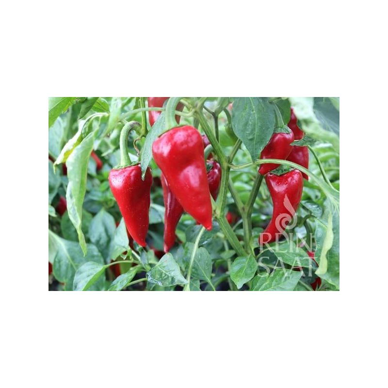 Paprika PIQUILLO