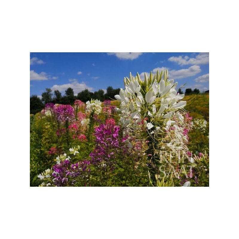PAUKOV CVIJET Cleome spinosa