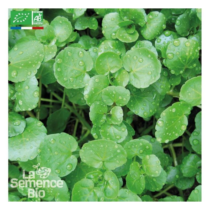 POTOČARKA (PRAVA) Nasturtium officinale