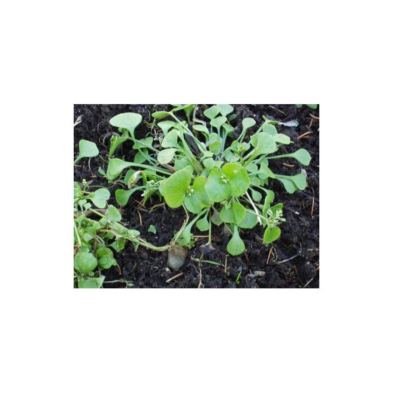 POTOČARKA (BUNARKA) Montia perfoliata Cijena Akcija