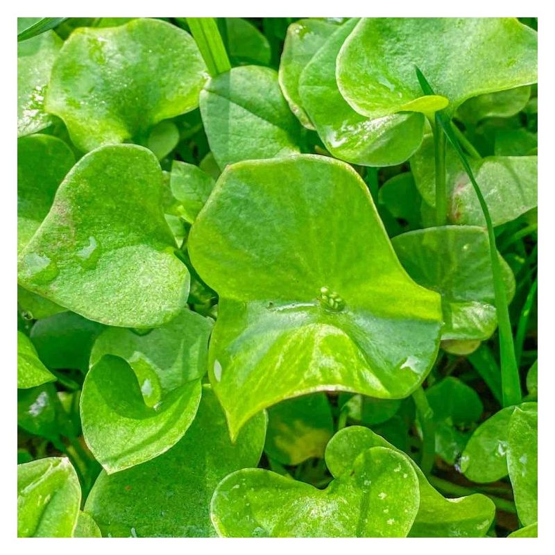 POTOČARKA (BUNARKA) Montia perfoliata Cijena Akcija