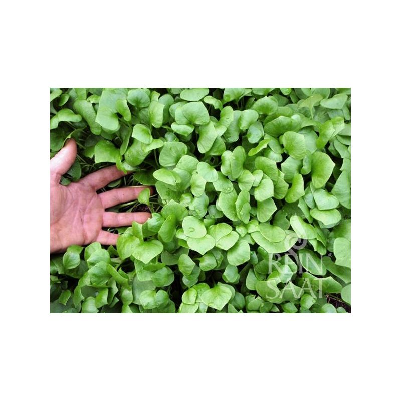 Potočarka (Miner’s lettuce) Cijena Akcija