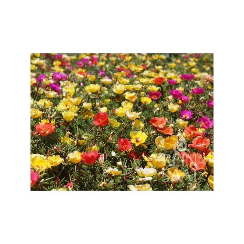 PRKOS Portulaca grandiflora Cijena, Akcija, Prodaja, Hrvatska