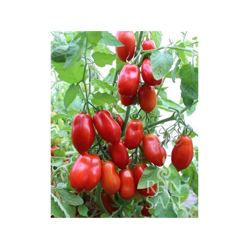 Rajčica SAN MARZANO niska Cijena, Akcija, Prodaja, Hrvatska