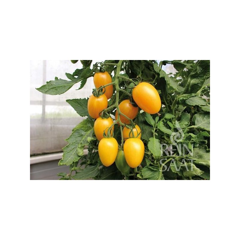 Rajčice mix ARTISAN TIGER Cijena, Akcija, Prodaja, Hrvatska