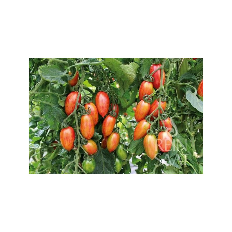 Rajčice mix ARTISAN TIGER Cijena, Akcija, Prodaja, Hrvatska