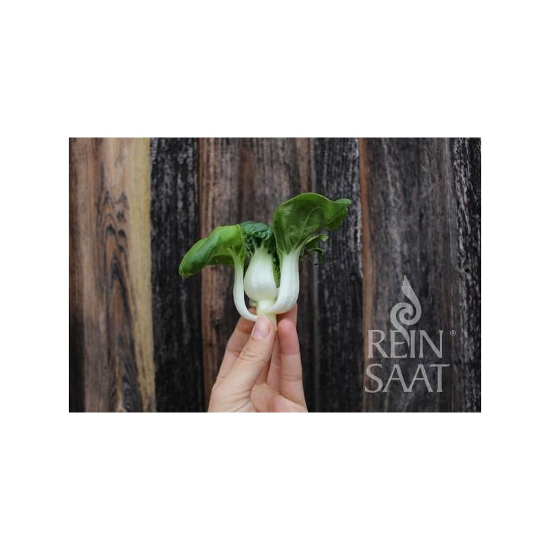 Salata azijska TINY BOK CHOY