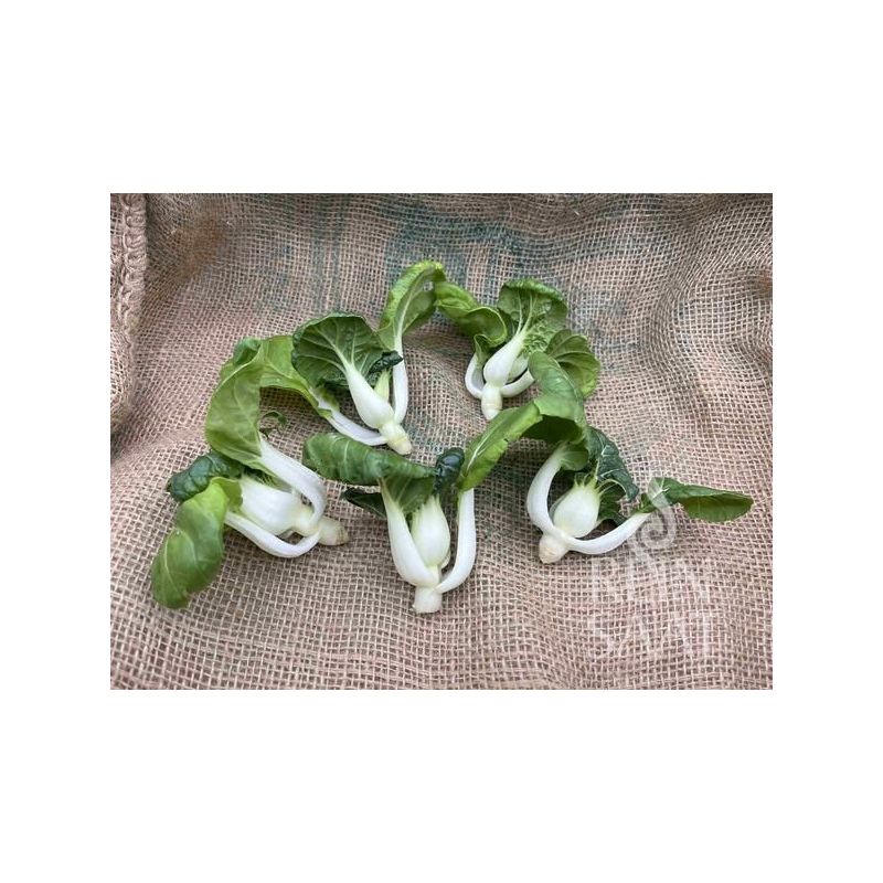 Salata azijska TINY BOK CHOY Cijena Akcija