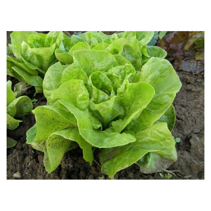 Salata PUTERICA MAJSKA KRALJICA Cijena, Akcija, Prodaja, Hrvatska