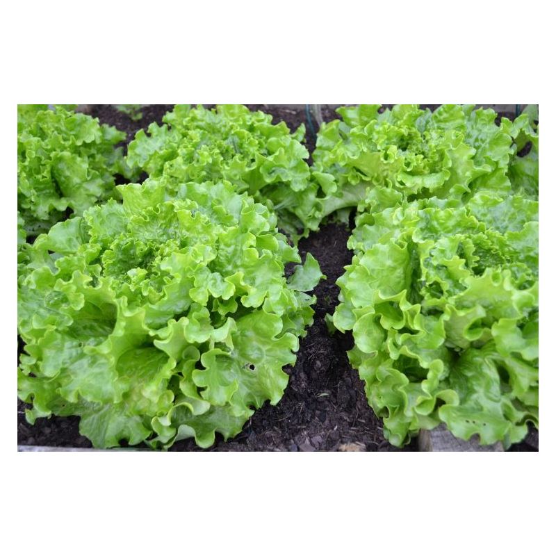 Salata SALAD BOWL GREEN - za rezanje Cijena Akcija