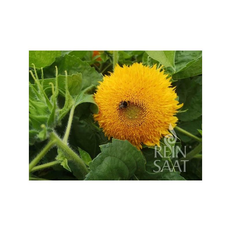 Suncokret GOLD COIN Helianthus annuus