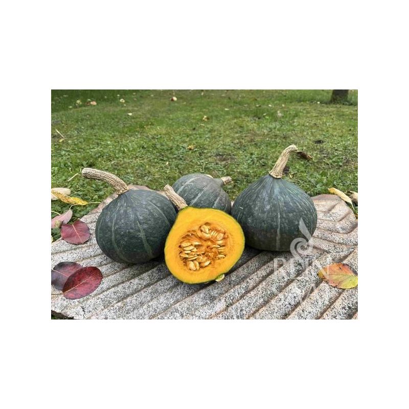 Tikva KABOCHA