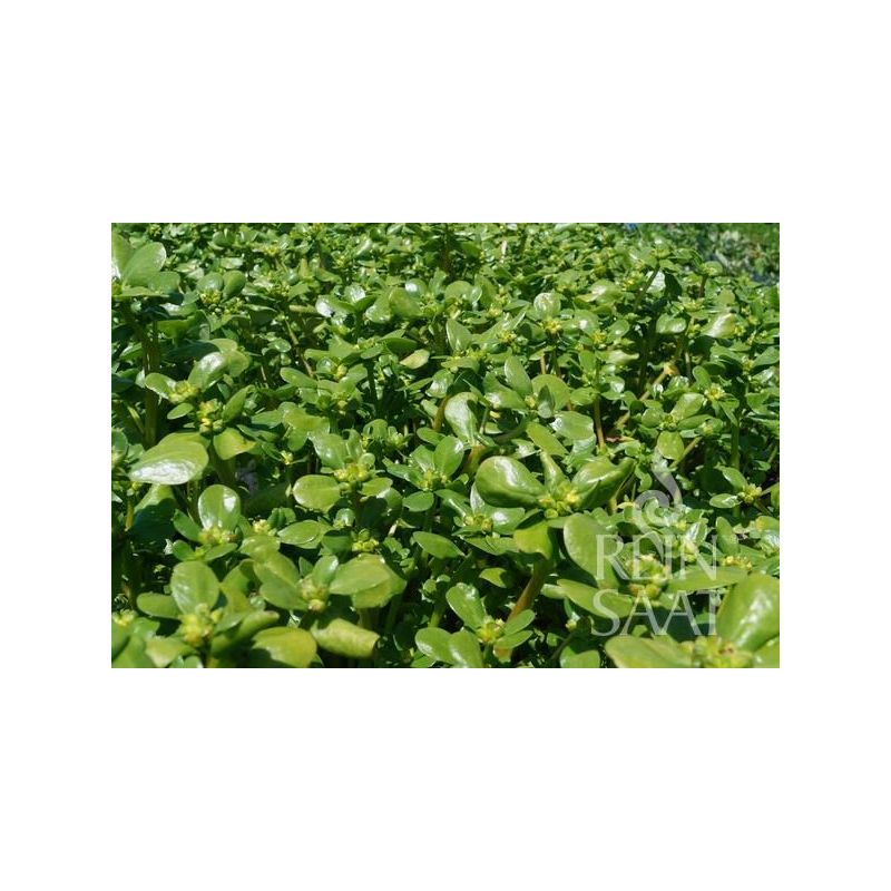 TUŠT Portulaca oleracea Cijena, Akcija, Prodaja, Hrvatska