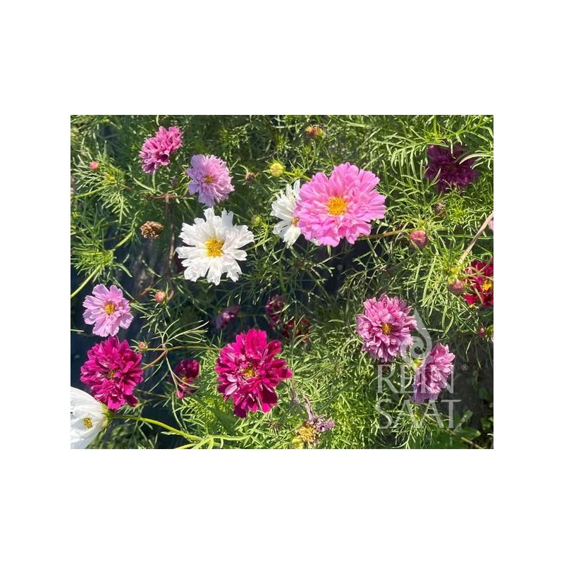 Uresnica DOUBLE CLICK Cosmos bipinnatus