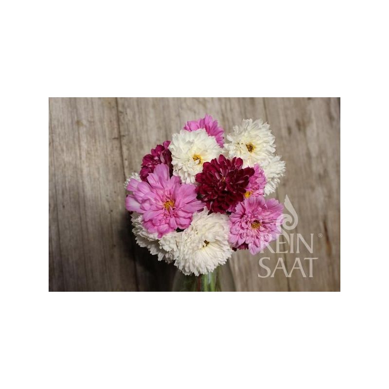 Uresnica DOUBLE CLICK Cosmos bipinnatus Cijena Akcija