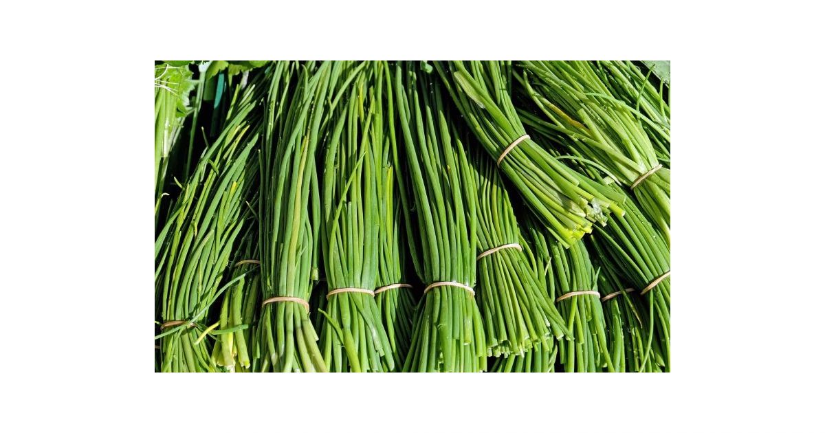 Vlasac - Allium schoenoprasum | Ekološko organsko sjeme cijena ...