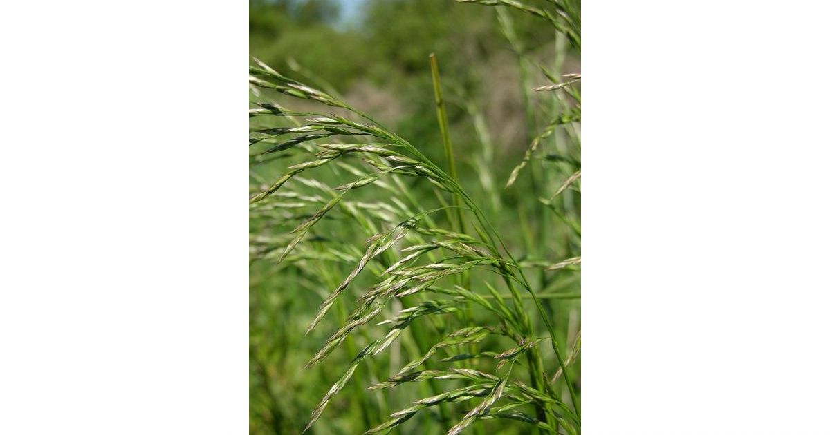 Vlasulja trstikasta Ekološko organsko sjeme cijena Prodaja akcija