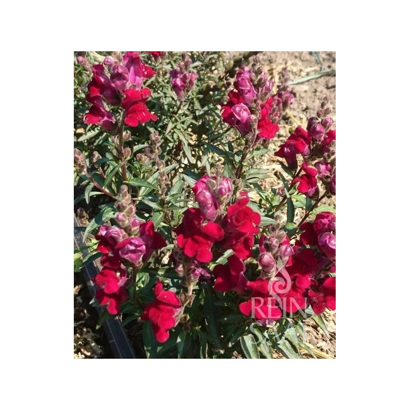 ZIJEVALICA Antirrhinum majus BURGUNDY PRINCE