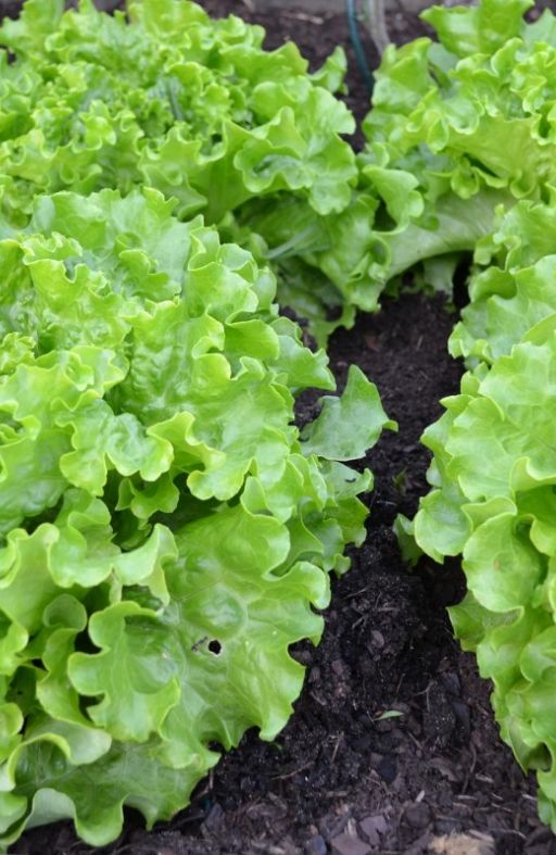 Salata SALAD BOWL GREEN - za rezanje Cijena