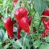 Paprika PIQUILLO