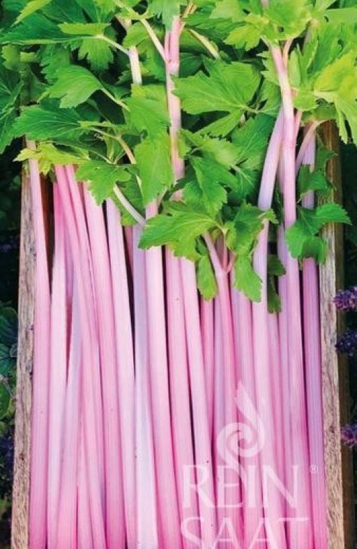 Celer za stabljiku CHINESE PINK Cijena