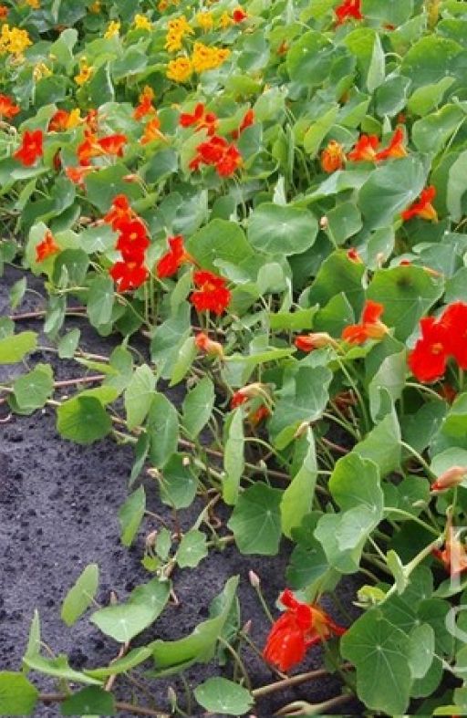 DRAGOLJUB Tropaeolum majus PUZEĆI Cijena