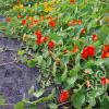 DRAGOLJUB Tropaeolum majus PUZEĆI