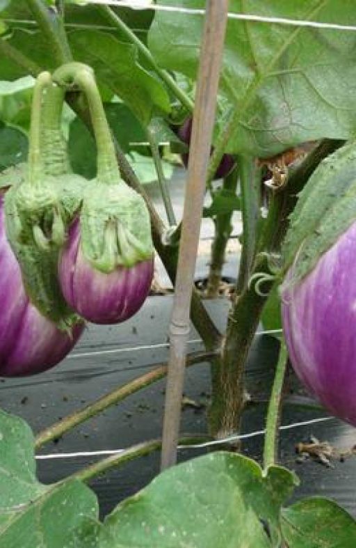 Patlidžan ROMANESCA SFUMATA DI ROSA Cijena