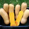 Tikva BUTTERNUT WALTHAM