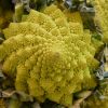 Cvjetača ROMANESCO (ŠENON)