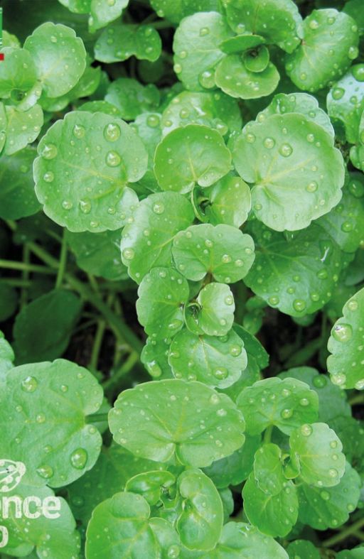POTOČARKA (PRAVA) Nasturtium officinale Cijena