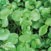 POTOČARKA (PRAVA) Nasturtium officinale