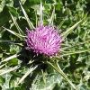 SIKAVICA Silybum marianum