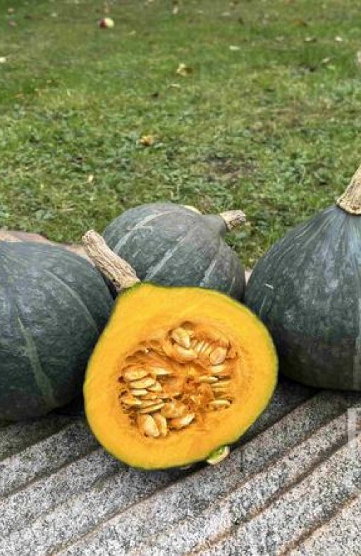 Tikva KABOCHA Cijena